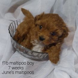 Maltipoo All Grown Up from Junes Maltipoos