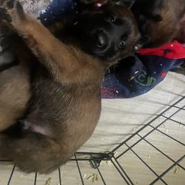 Belgian Malinois Puppies from BlueStone