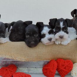 Miniature Schnauzers from PNQ Breeding