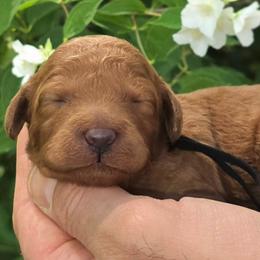 (Black Collar) Storm - Red  male Goldendoodle puppy in Granite Falls Nc, North Carolina from Carolina Goldendoodles