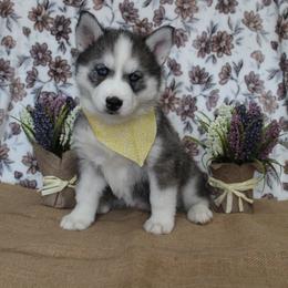 Yellow - Black and white female Siberian Husky puppy in York, Pennsylvania from Spalla Pups