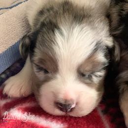 Australian Shepherd and Miniature Australian Shepherd Puppies from Painted Blue Aussies