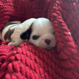 Junebug - Gold and white female Shih Tzu puppy in Clearwater, Florida from Willow’s Playpen