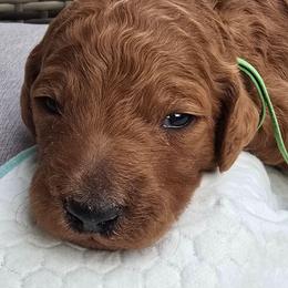 Green Collar name coming soon - Red  male Poodle puppy in Woodbridge, Virginia from Rosa Red Standard Poodles