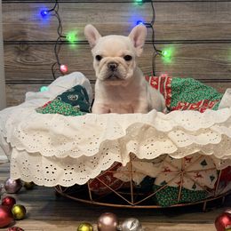 Morton - Cream male French Bulldog puppy in Shields, Michigan from Mid-Michigan Frenchies