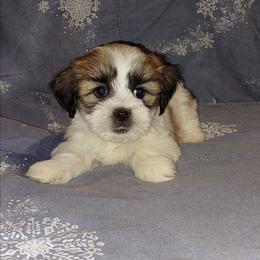 Boy 1 - Parti male Lhasa Apso puppy in Norman, Oklahoma from Steve's Puppies