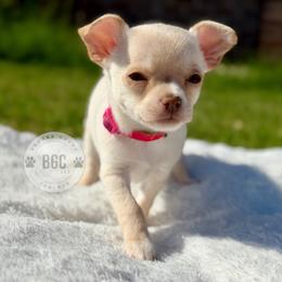 Ember - Cream female Chihuahua puppy in Forsyth, Georgia from Brooks Grove Canines LLC