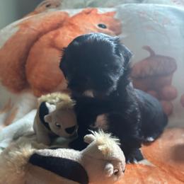 Pecan - Black and white female Shih Tzu puppy in Bluffton, South Carolina from Cuddly Coastal Cuties