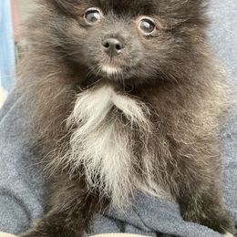 COOKIE - Black female Pomeranian puppy in Los Angeles, California from Lucky Poms of LA