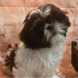 Iggy - Shih Tzu