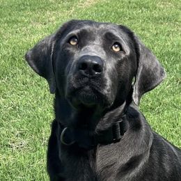 Dilute Retrievers and Labrador Retrievers from Rena’s Retrievers