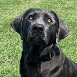Dilute Retrievers and Labrador Retrievers from Rena’s Retrievers