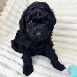 Faith - Black and white female Aussiedoodle puppy in Calimesa, California from Teakwoodpoodleofsocal