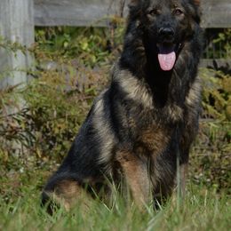 Risqy - German Shepherd