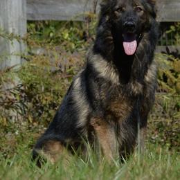Risqy - German Shepherd
