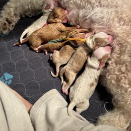 Latte - Parti female Goldendoodle puppy in New Harmony, Indiana from Cottonwood Farms