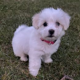 Gwen - White Coton de Tulear puppy in Brogden, North Carolina from Seven Seas Cotons