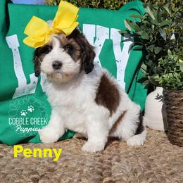 Penny - Brown and white female Bernedoodle puppy in Heyworth, Illinois from Cobble Creek Puppies