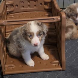 Miniature American Shepherd Puppies from Azure Miniature American Shepherds