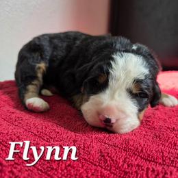 Flynn - Black rust and white male Bernese Mountain Dog puppy in Blackfoot, Idaho from Draper Mountain Doodles