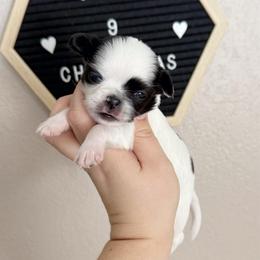 Chloe - Black and white female Chihuahua puppy in Harrison, Michigan from Cloud9 Chihuahuas