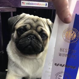 Parker - Pug