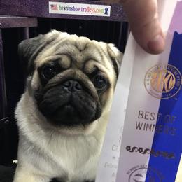 Parker - Pug