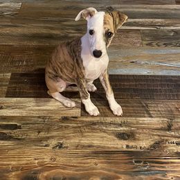 Whippet Puppies from Wise Heart Whippets