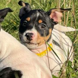 Clay - Black white and tan male Rat Terrier puppy in Molalla, Oregon from The Puppy Patch Rat Terriers