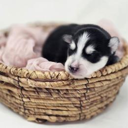 Rip - Black and white male Pomsky puppy in Christiana, Tennessee from Smoky Mountain Pomskies
