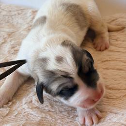 Patch - Brown - White and badger male Great Pyrenees puppy in San Marcos, California from Faith Family Freedom Farm