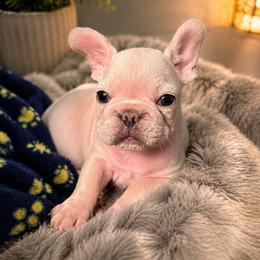 Snow - White male French Bulldog puppy in Largo, Florida from Mosaic French Bulldogs