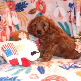 Cavachon, Cavalier King Charles Spaniel, Cavapoo, and Cocker Spaniel Puppies from Walnut Grove Cavaliers
