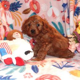 Cavachon, Cavalier King Charles Spaniel, Cavapoo, and Cocker Spaniel Puppies from Walnut Grove Cavaliers