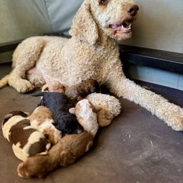 Ellie - Saint Berdoodle