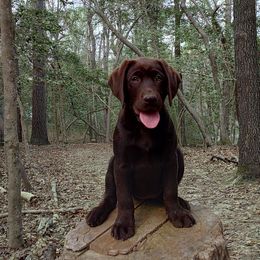 EXPECTED LITTER JAN 2026 - Chocolate female Labrador Retriever puppy in Prince George, Virginia from Kingdom Kenelz Labradors