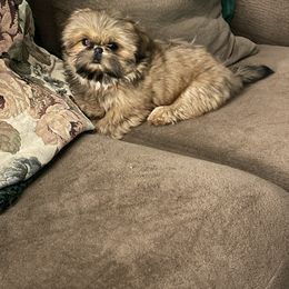 Shih Tzu Puppies from Sweet on Tzu