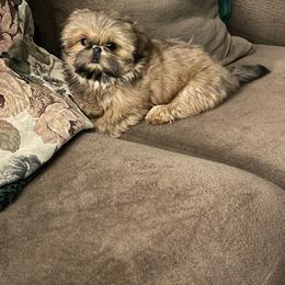 Shih Tzu Puppies from Sweet on Tzu