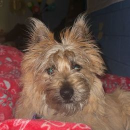 Rex - Cairn Terrier