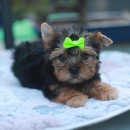 Green Bow Girl - Blue and gold female Yorkshire Terrier puppy in Stanton, California from Essence of Grace Yorkies