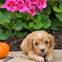 Crystal - Red female Cavapoo puppy in Gap, Pennsylvania from Country View Puppies ( License 18816)