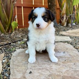 Sally - Black tri-color female Australian Shepherd puppy in Vista, California from Cummings Family Aussies