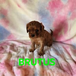 AKC BRUTUS - Ruby male Cavalier King Charles Spaniel puppy in Joplin, Missouri, Missouri from HOL-A-DA CAVALIERS