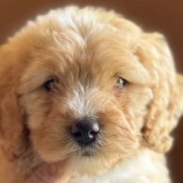 Cavapoos from E&B