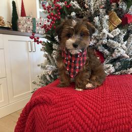 Bernedoodle, Cavapoo, Havanese, and Havapoo Puppies from Lady Paws Puppies - Cassie