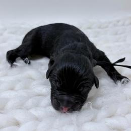 Black Collar - Black male Australian Shepherd puppy in San Marcos, California from Faith Family Freedom Farm