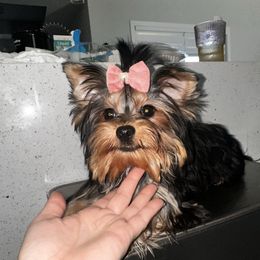 Niki - Gold female Yorkshire Terrier puppy in Cape Coral, Florida from Katherine’s Yorkies and Poodles