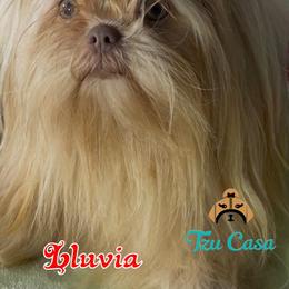Lluvia - Shih Tzu