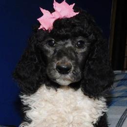 Poodles from TaylorMade Standard Poodles