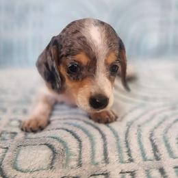 Dana - Dapple female Dachshund puppy in Goodman, Missouri from Jessica's Dashing Dachsunds and Chihuahuas